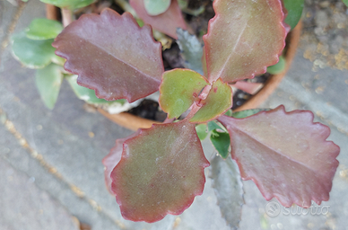 Kalanchoe sexangularis piante grasse