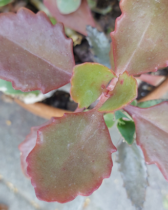 Kalanchoe sexangularis piante grasse