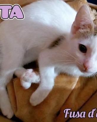 NIKITA, dolce gattina in adozione