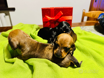 Bassotti tedesci con pedigree ENCI