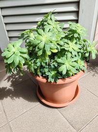 Sedum palmieri