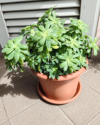 Sedum palmieri