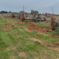 ESPIANTO ALBERI DI ULIVO E PULIZIA DEL TERRENO 