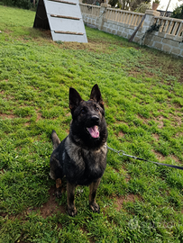 Pastore tedesco femmina 9 mesi