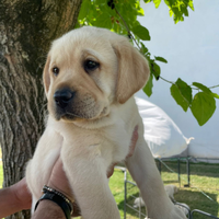 Cuccioli Labrador Gialli