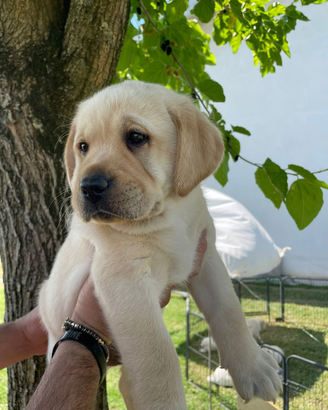 Cuccioli Labrador Gialli