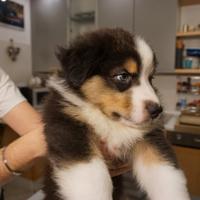 Cuccioli di Pastore Australiano con Pedigree