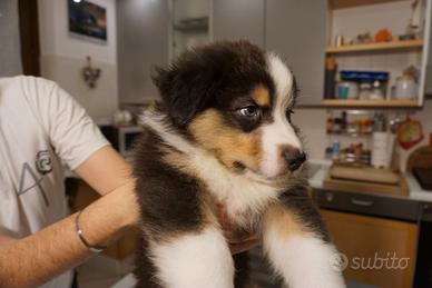 Cuccioli di Pastore Australiano con Pedigree