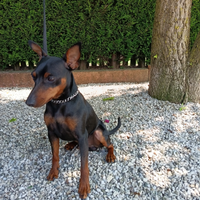 Pinscher maschio per accoppiamento con pedigree