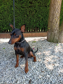 Pinscher maschio per accoppiamento con pedigree