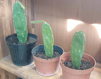 Cactus senza spine