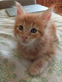 Cuccioli di gatto Maine Coon