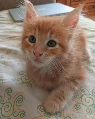 Cuccioli di gatto Maine Coon