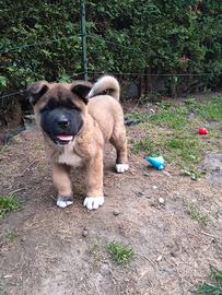Akita Americano cucciolo