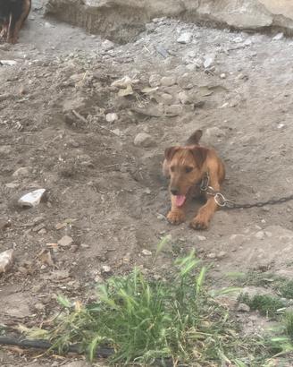Terrier
