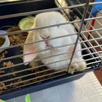 Coniglio Nano Minilop