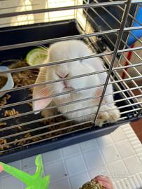 Coniglio Nano Minilop