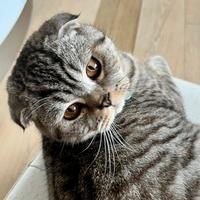 Gatto scottish fold per accoppiamento