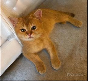 British shorthair Femmina