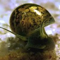 Lumache acquario di vario genere
