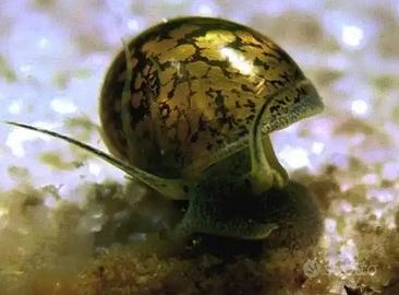Lumache acquario di vario genere