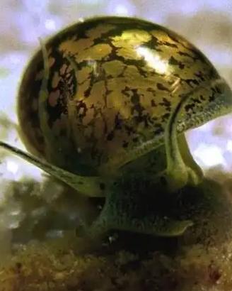 Lumache acquario di vario genere