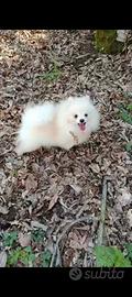 Spitz Pomerania pedigree ENCI