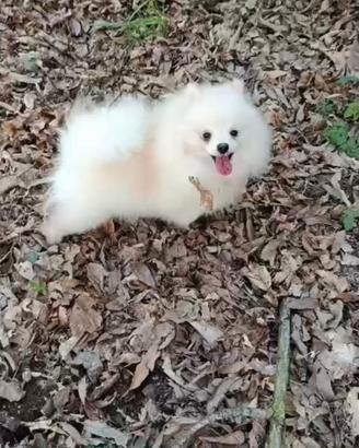 Spitz Pomerania pedigree ENCI