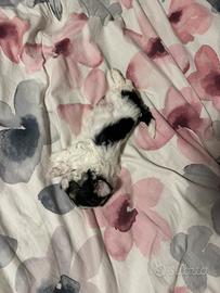 Bichon Havanais
