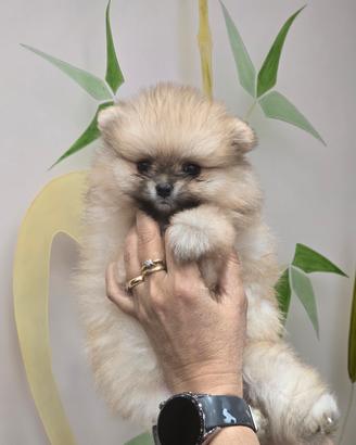 Spitz della Pomerania