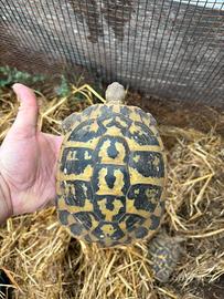 Tartaruga di terra