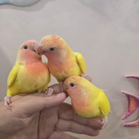 Inseparabili allevati a mano