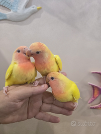 Inseparabili allevati a mano