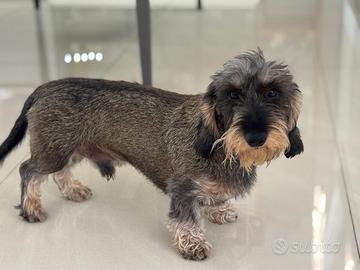 Bassotto a pelo duro da monta