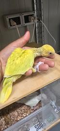 Parrocchetti dal collare addomesticati