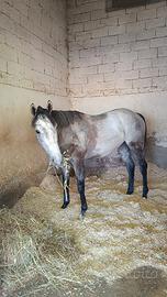 Cavallo