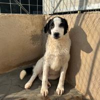 Pongo cucciolo socievole 5 mesi taglia media