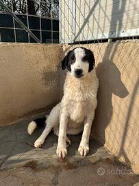 Pongo cucciolo socievole 5 mesi taglia media