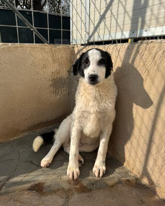 Pongo cucciolo socievole 5 mesi taglia media