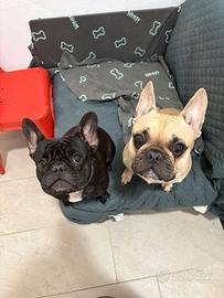 2 splendidi bulldog francesi