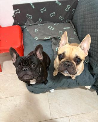 2 splendidi bulldog francesi
