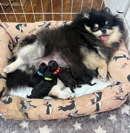 Volpino Pomerania TOY cuccioli Black & Tan Pedigre