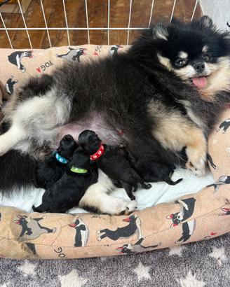 Volpino Pomerania TOY cuccioli Black & Tan Pedigre