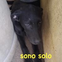 Cucciola nera - 4 mesi