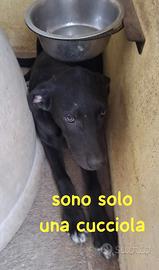 Cucciola nera - 4 mesi
