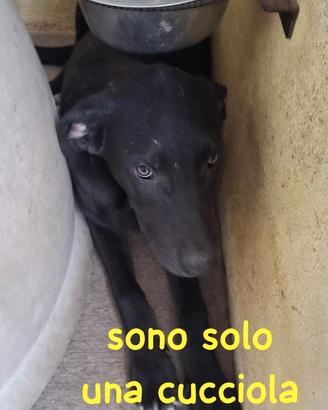 Cucciola nera - 4 mesi