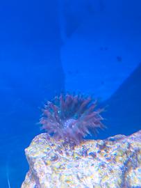 Anemone quadricolor corallo