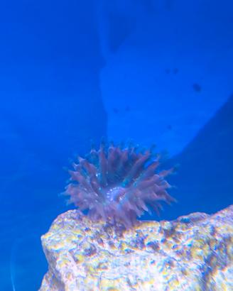 Anemone quadricolor corallo