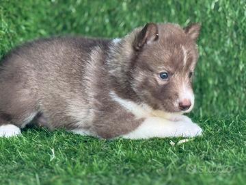 Husky