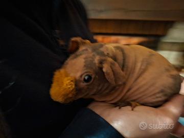 Cavia nuda skinny